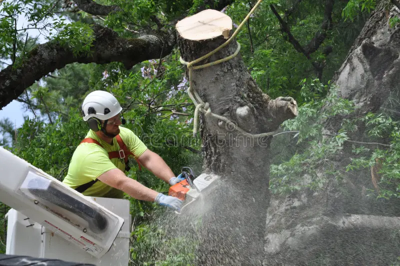 tree services Louisville KY